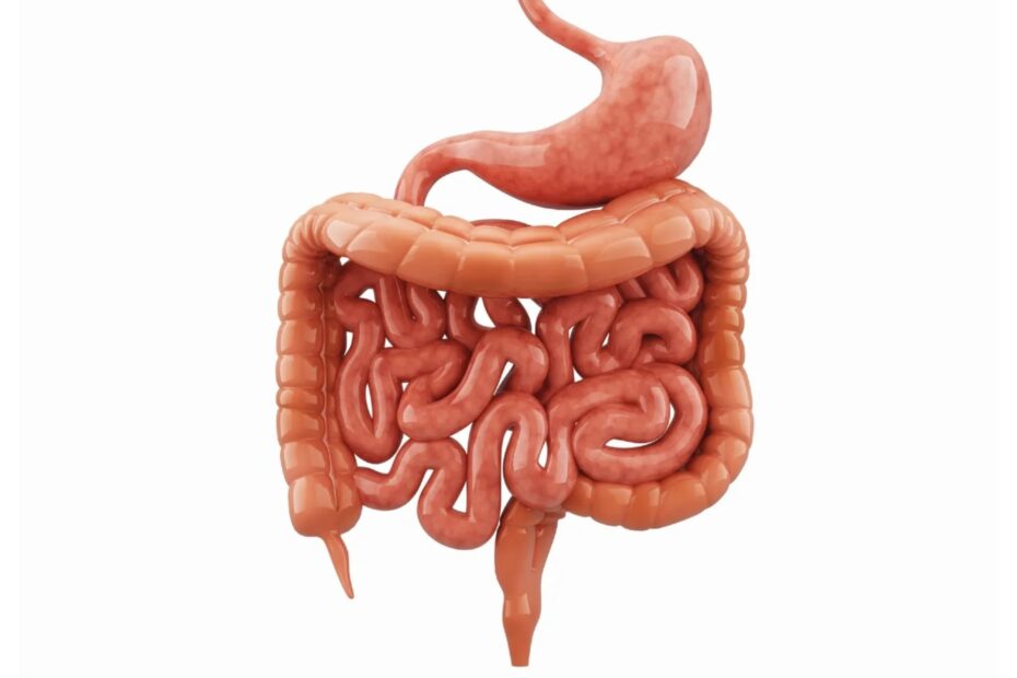 Digestive System